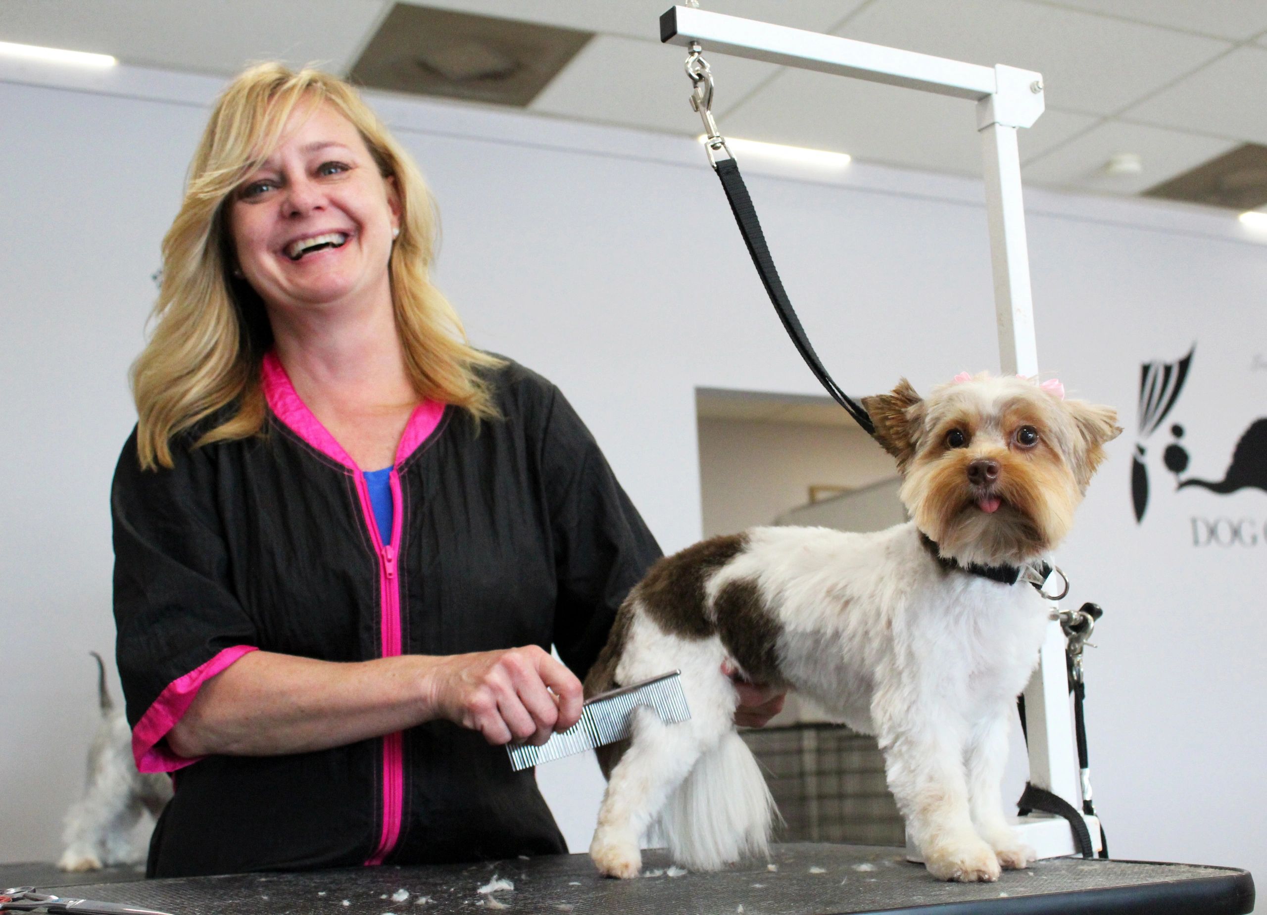 What Qualifications Do I Need To Be A Dog Groomer